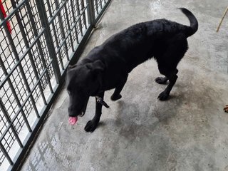 Alice @ Blackie (Mh Found Puchong Utama) - Labrador Retriever Mix Dog