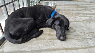 Alice @ Blackie (Mh Found Puchong Utama) - Labrador Retriever Mix Dog