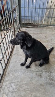 Alice @ Blackie (Mh Found Puchong Utama) - Labrador Retriever Mix Dog