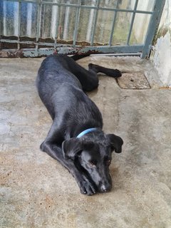 Alice @ Blackie (Mh Found Puchong Utama) - Labrador Retriever Mix Dog