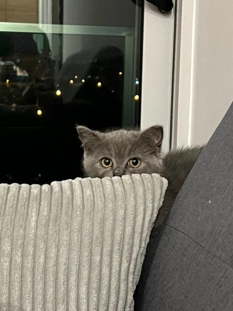 Lilian Ash - British Shorthair + Munchkin Cat