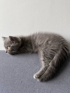 Lilian Ash - British Shorthair + Munchkin Cat