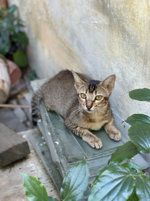 Chickedee - Domestic Short Hair Cat