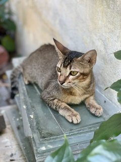 Chickedee - Domestic Short Hair Cat