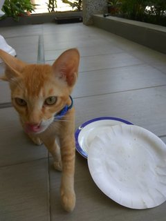 Ginger - Domestic Short Hair Cat