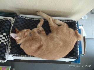 Ginger - Domestic Short Hair Cat