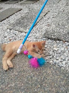 Ginger - Domestic Short Hair Cat