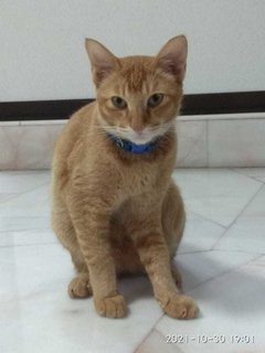 Ginger - Domestic Short Hair Cat