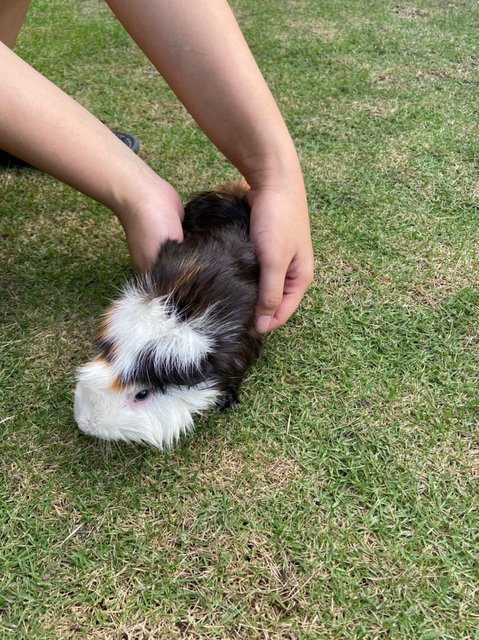 Peanut &amp; Taufu - Guinea Pig Small & Furry