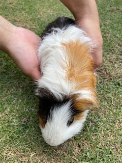 Peanut &amp; Taufu - Guinea Pig Small & Furry