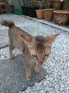 Lady - Domestic Short Hair Cat