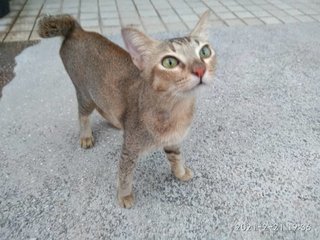 Lady - Domestic Short Hair Cat