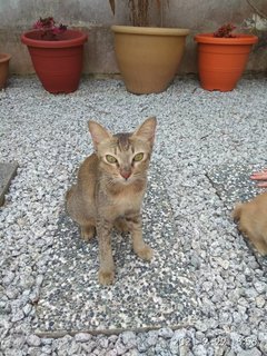 Lady - Domestic Short Hair Cat