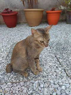 Lady - Domestic Short Hair Cat