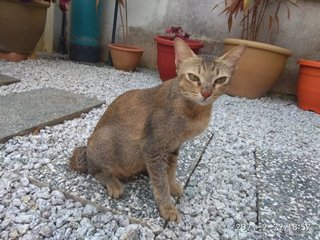 Lady - Domestic Short Hair Cat