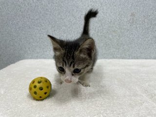 Buttercup - Domestic Short Hair Cat