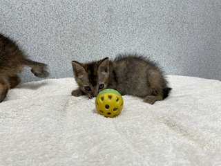 Blossom &amp; Bubbles - Domestic Short Hair Cat