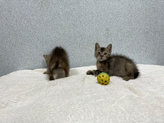 Blossom &amp; Bubbles - Domestic Short Hair Cat