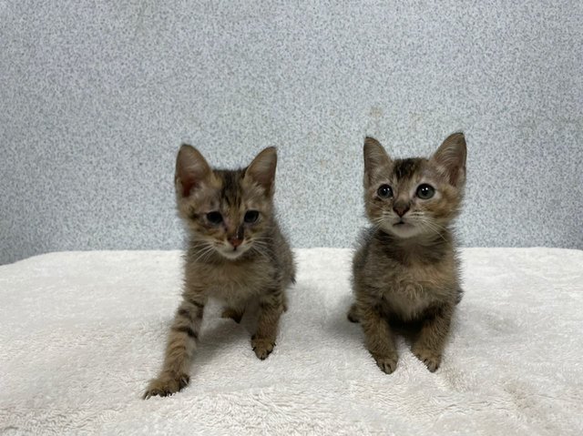 Blossom &amp; Bubbles - Domestic Short Hair Cat