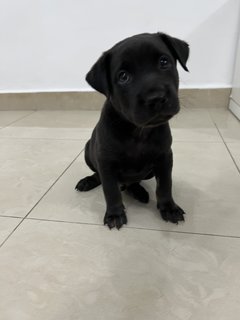 Puppy 31 - Mixed Breed Dog