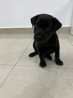 Puppy 31 - Mixed Breed Dog