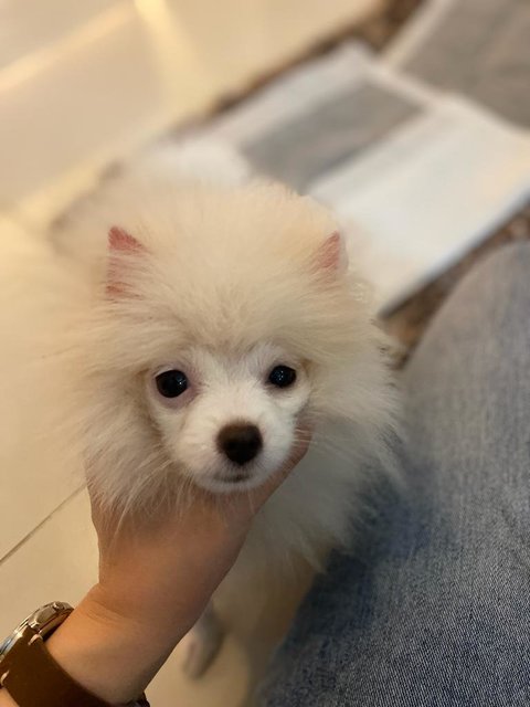 Nami - Pomeranian Dog