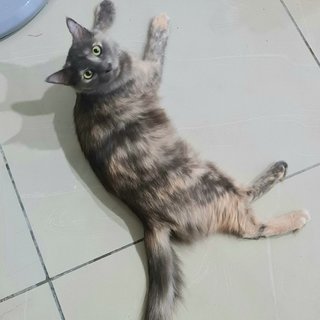 Intan - Domestic Medium Hair Cat