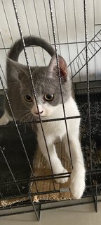 Batman - Turkish Angora + Persian Cat