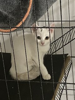 Batman - Turkish Angora + Persian Cat