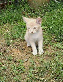 Aming's Kiddo - Domestic Short Hair Cat