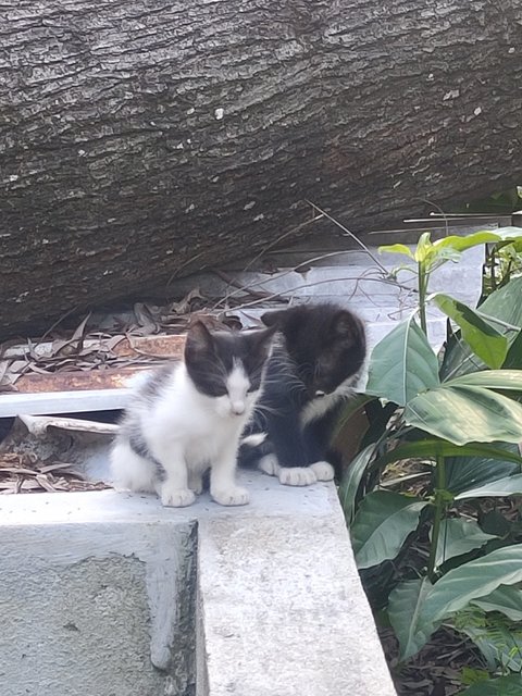 Cats - Domestic Medium Hair + Domestic Short Hair Cat