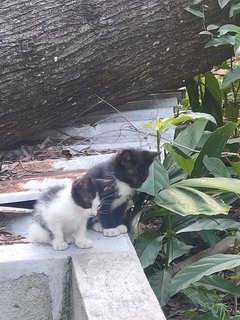 Cats - Domestic Medium Hair + Domestic Short Hair Cat