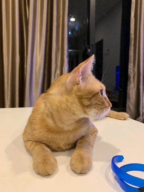 Mango - Domestic Short Hair Cat