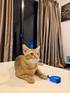 Mango - Domestic Short Hair Cat