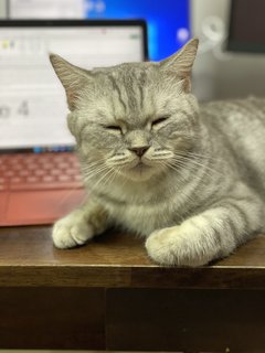 Grey - Domestic Medium Hair Cat