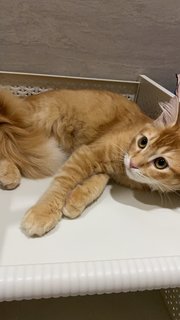 Simba - Domestic Medium Hair Cat