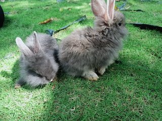 Babies - Angora Rabbit + Lionhead Rabbit