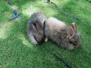 Babies - Angora Rabbit + Lionhead Rabbit