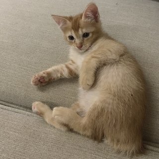 Turbo - Domestic Short Hair Cat
