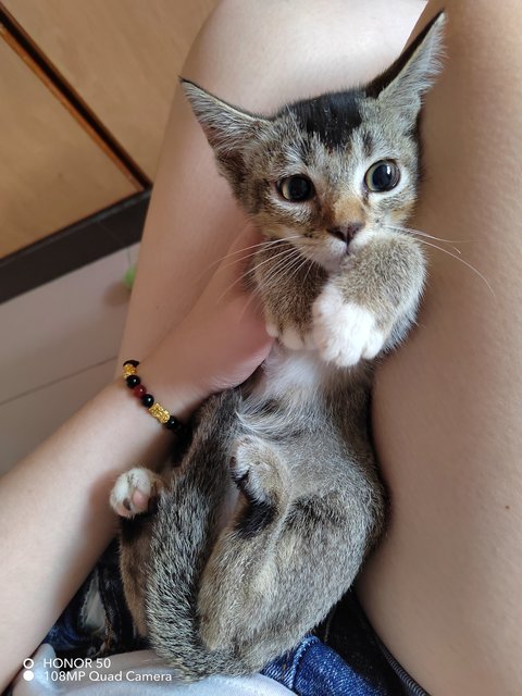 Baby - Domestic Short Hair Cat