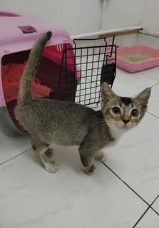 Baby - Domestic Short Hair Cat