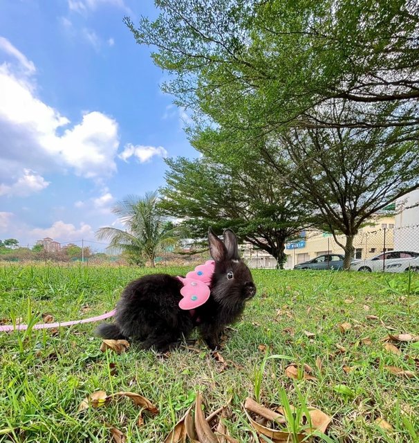 Batman - Angora Rabbit Rabbit