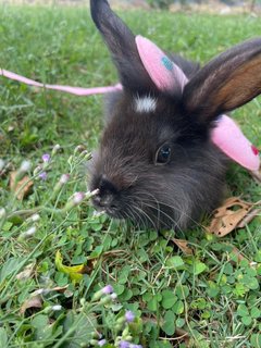 Batman - Angora Rabbit Rabbit