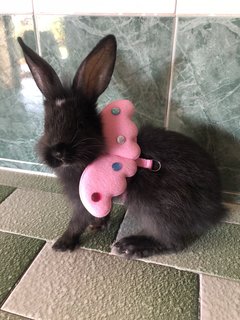 Batman - Angora Rabbit Rabbit