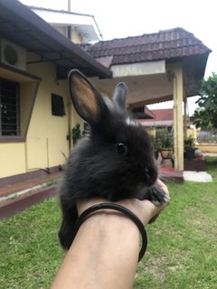 Batman - Angora Rabbit Rabbit