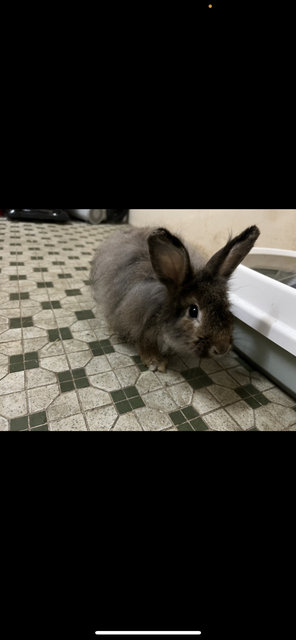 Browny - Lionhead + Angora Rabbit Rabbit