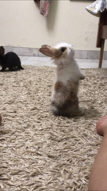 Bun - Angora Rabbit + Lionhead Rabbit