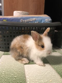 Bun - Angora Rabbit + Lionhead Rabbit