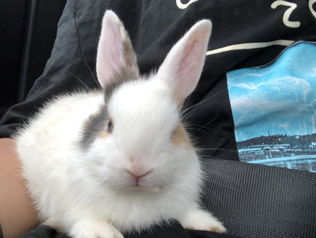 Bean - Angora Rabbit Rabbit