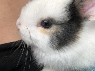 Bean - Angora Rabbit Rabbit